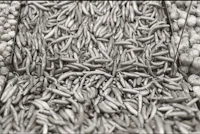 black and white photograph of vegetables in a market